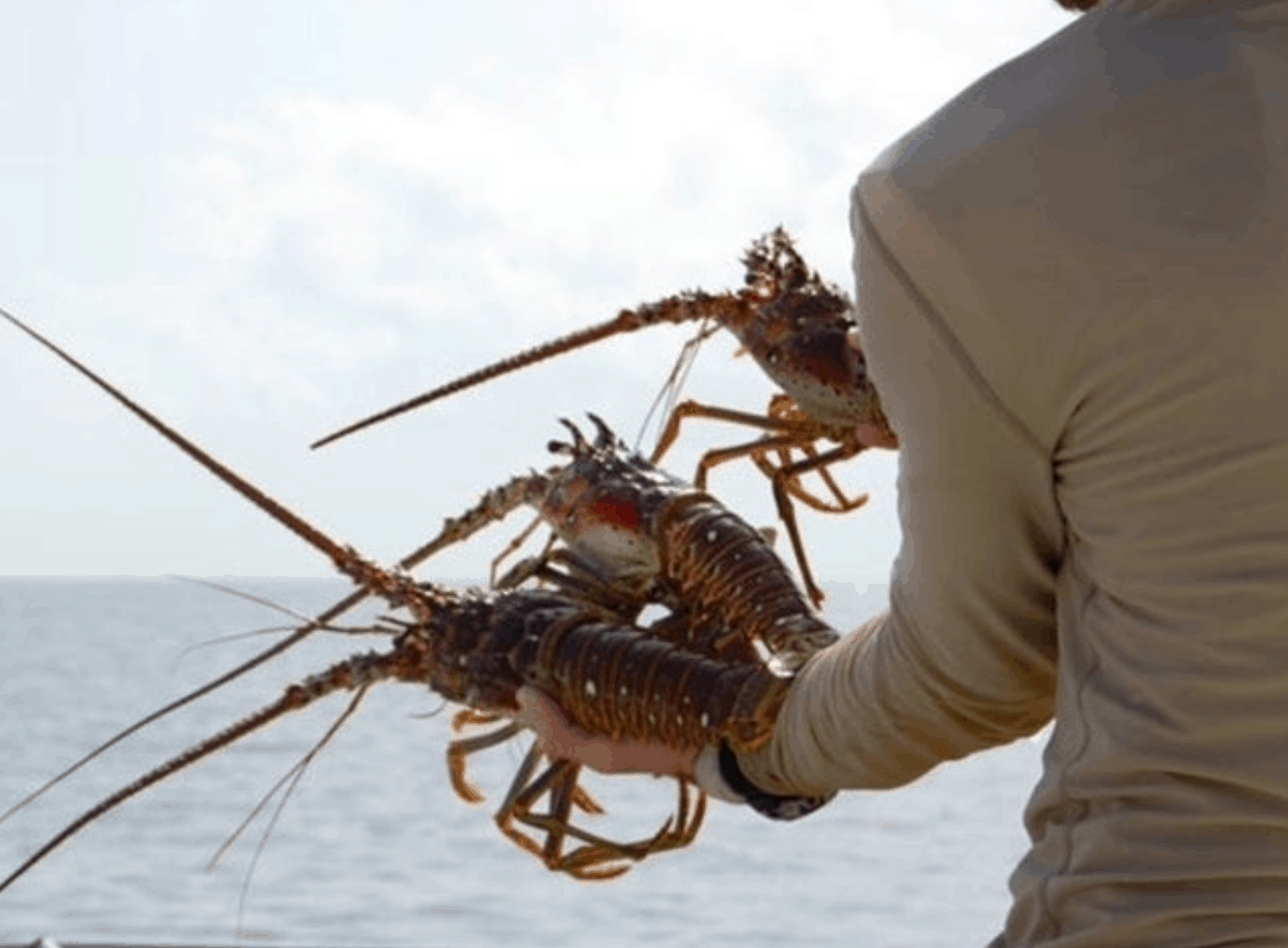 Florida Mini Lobster Season Opens July 24th